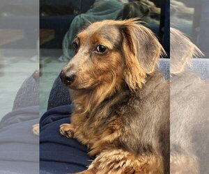 Dachshund Dogs for adoption in Tampa, FL, USA