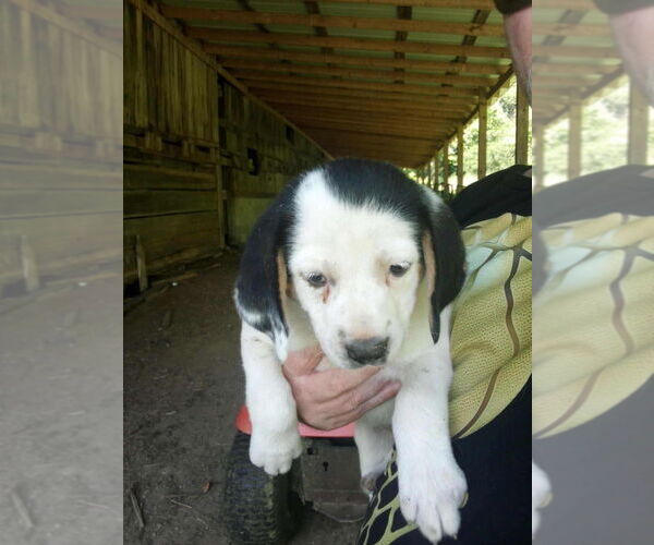 Medium Photo #3 Jack-A-Bee Puppy For Sale in Aurora, IN, USA