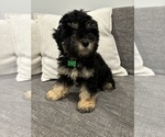 Puppy Puppy 5 Maltipoo