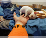 Small #3 Chihuahua