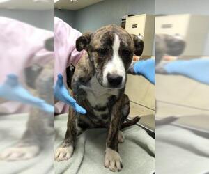 Siberian Husky-Unknown Mix Dogs for adoption in Riverside, CA, USA