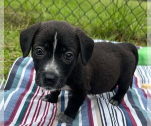 Bulldog-Labrador Retriever Mix Dogs for adoption in Tarrytown, GA, USA