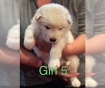 Small Photo #8 Alaskan Malamute Puppy For Sale in HENNESSEY, OK, USA