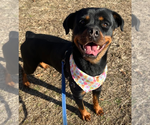 Small #5 Rottweiler