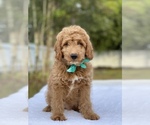 Small #8 Goldendoodle