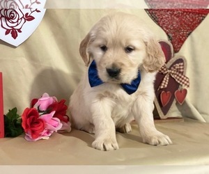 Golden Retriever Puppy for sale in LANCASTER, PA, USA