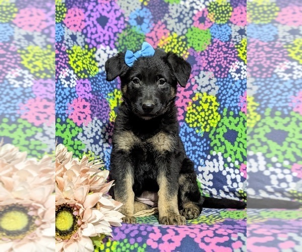 Medium Photo #3 German Shepherd Dog Puppy For Sale in LINCOLN UNIVERSITY, PA, USA