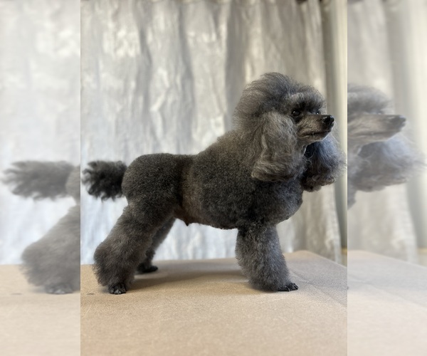 Medium Photo #1 Poodle (Toy) Puppy For Sale in HOLLYWOOD, FL, USA