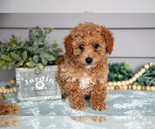 Medium Photo #1 Poodle (Miniature) Puppy For Sale in WOLCOTTVILLE, IN, USA