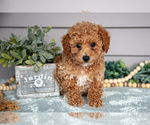 Puppy Peter Poodle (Miniature)