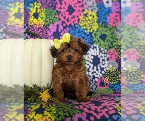 YorkiePoo Puppy for sale in LINCOLN UNIVERSITY, PA, USA