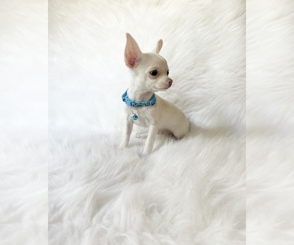 Medium Photo #6 Chihuahua Puppy For Sale in SACRAMENTO, CA, USA