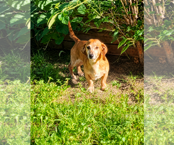 Medium Photo #2 Dachshund Puppy For Sale in Lee's Summit, MO, USA