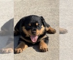 Small #7 Rottweiler