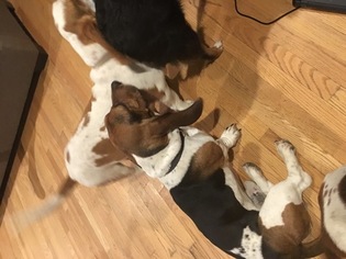 Father of the Basset Hound puppies born on 04/18/2017