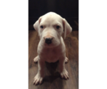Small Photo #3 Dogo Argentino Puppy For Sale in PICAYUNE, MS, USA
