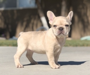 French Bulldog Puppy for sale in BLOOMINGTON, CA, USA