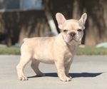 Image preview for Ad Listing. Nickname: Female Frenchie