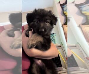 German Shepherd Dog Puppy for sale in FORT HANCOCK, TX, USA