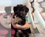 Small German Shepherd Dog