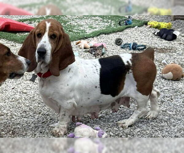 Medium Photo #2 Basset Hound Puppy For Sale in Deepwater, NJ, USA