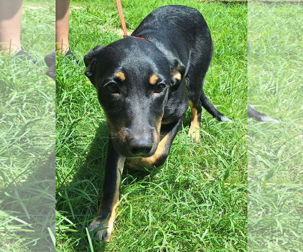 Medium Photo #3 Mutt Puppy For Sale in Wetumpka, AL, USA