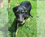 Small #2 Mutt