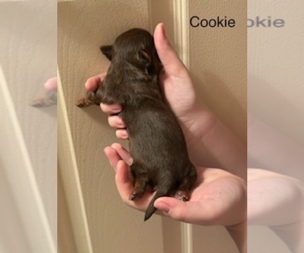 Medium Photo #4 Shorkie Tzu Puppy For Sale in SCOTTSDALE, AZ, USA