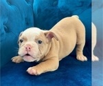 Small #2 English Bulldog