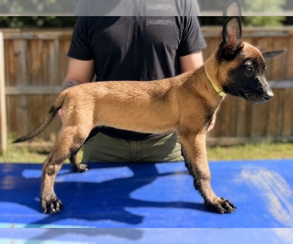Medium Photo #1 Belgian Malinois Puppy For Sale in TRENTON, GA, USA