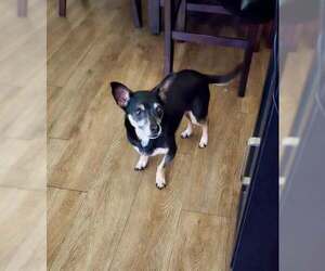 Chipin Dogs for adoption in Princeton, MN, USA