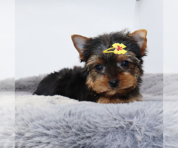 Medium Photo #3 Yorkshire Terrier Puppy For Sale in LOS ANGELES, CA, USA