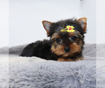 Small #2 Yorkshire Terrier
