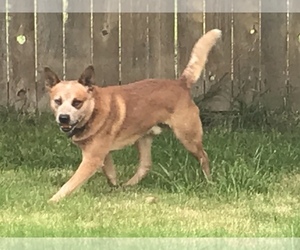 Father of the Australian Cattle Dog puppies born on 03/13/2021