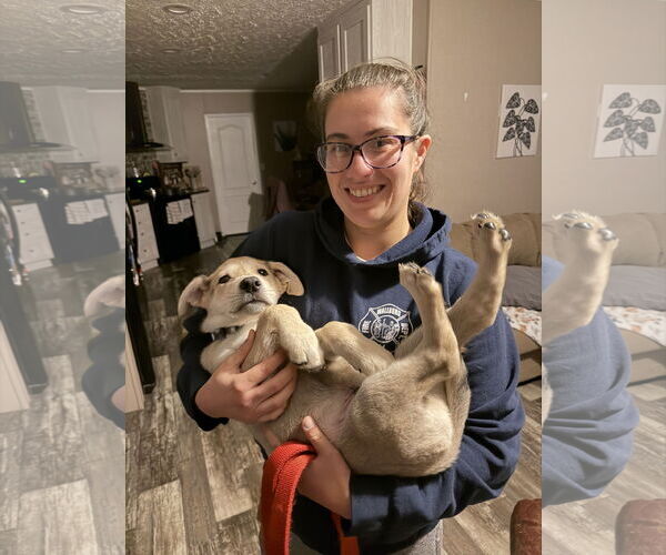 Medium Photo #2 German Shepherd Dog-Unknown Mix Puppy For Sale in Holly Springs, NC, USA