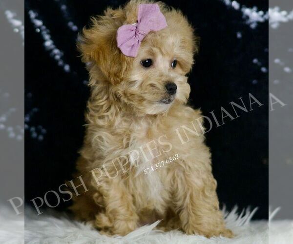 Medium Photo #5 Maltipoo Puppy For Sale in WARSAW, IN, USA