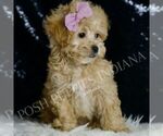 Small #4 Maltipoo