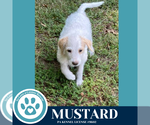 Small #1 Mutt