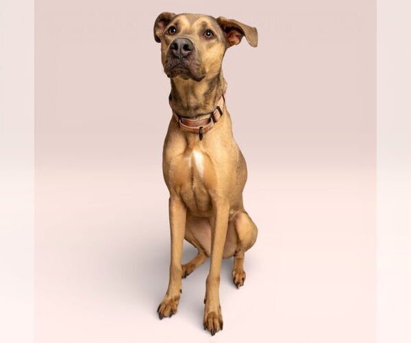 Medium Photo #1 Redbone Coonhound-Unknown Mix Puppy For Sale in Rowlett, TX, USA