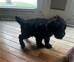 Small Photo #3 Schnauzer (Miniature) Puppy For Sale in OMAHA, NE, USA