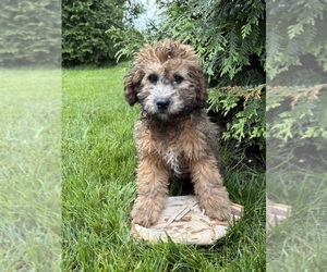 Whoodle (Miniature) Puppy for sale in MIDDLEBURY, IN, USA