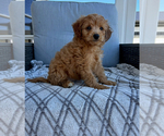 Small #1 Goldendoodle