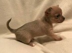 Small Photo #4 Chihuahua Puppy For Sale in KNIGHTSVILLE, SC, USA