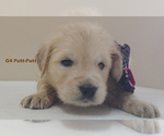 Small Photo #3 Golden Retriever Puppy For Sale in MILFORD, MI, USA