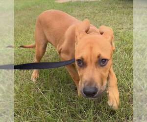 Johnny - Male Labrador Retriever-Unknown Mix Dog for Adoption - Photo #3