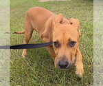 Small #4 Labrador Retriever Mix
