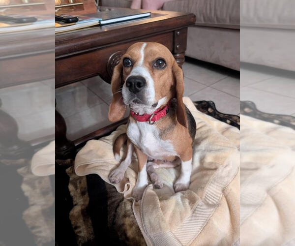 Medium Photo #4 Beagle Puppy For Sale in Tampa, FL, USA