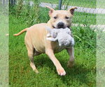 Small #3 American Bulldog-American Staffordshire Terrier Mix