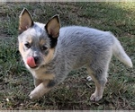 Small Photo #10 Australian Cattle Dog Puppy For Sale in MYRTLE BEACH, SC, USA