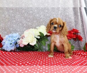 Cavalier King Charles Spaniel Puppy for sale in FREDERICKSBURG, OH, USA